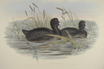 John Gould Birds of Australia